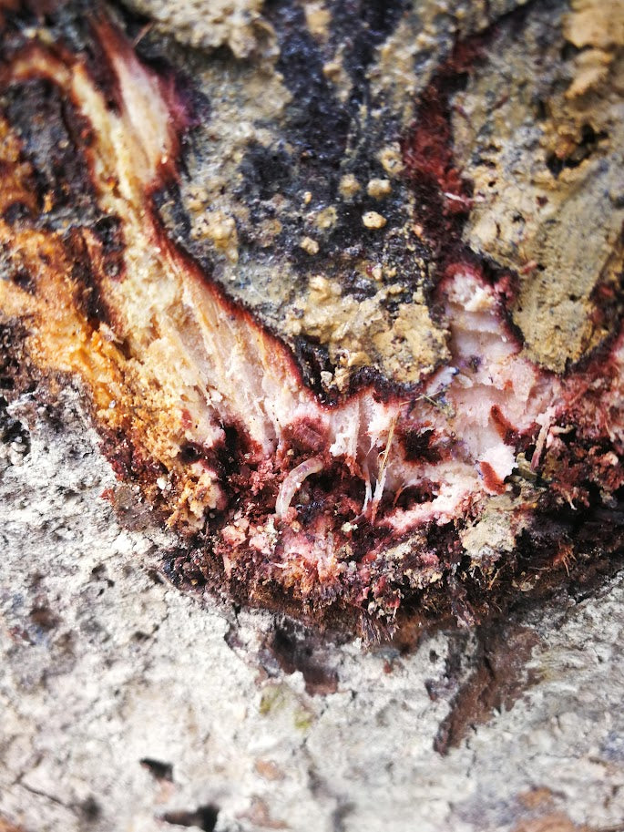 Nature’s Scar: The Secret Life of a Century-Old Agarwood Tree