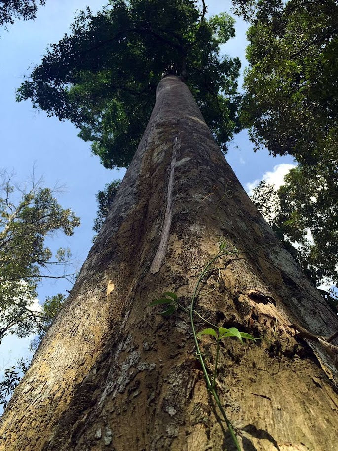 The Truth Behind the Resin Rarity of Premium Agarwood