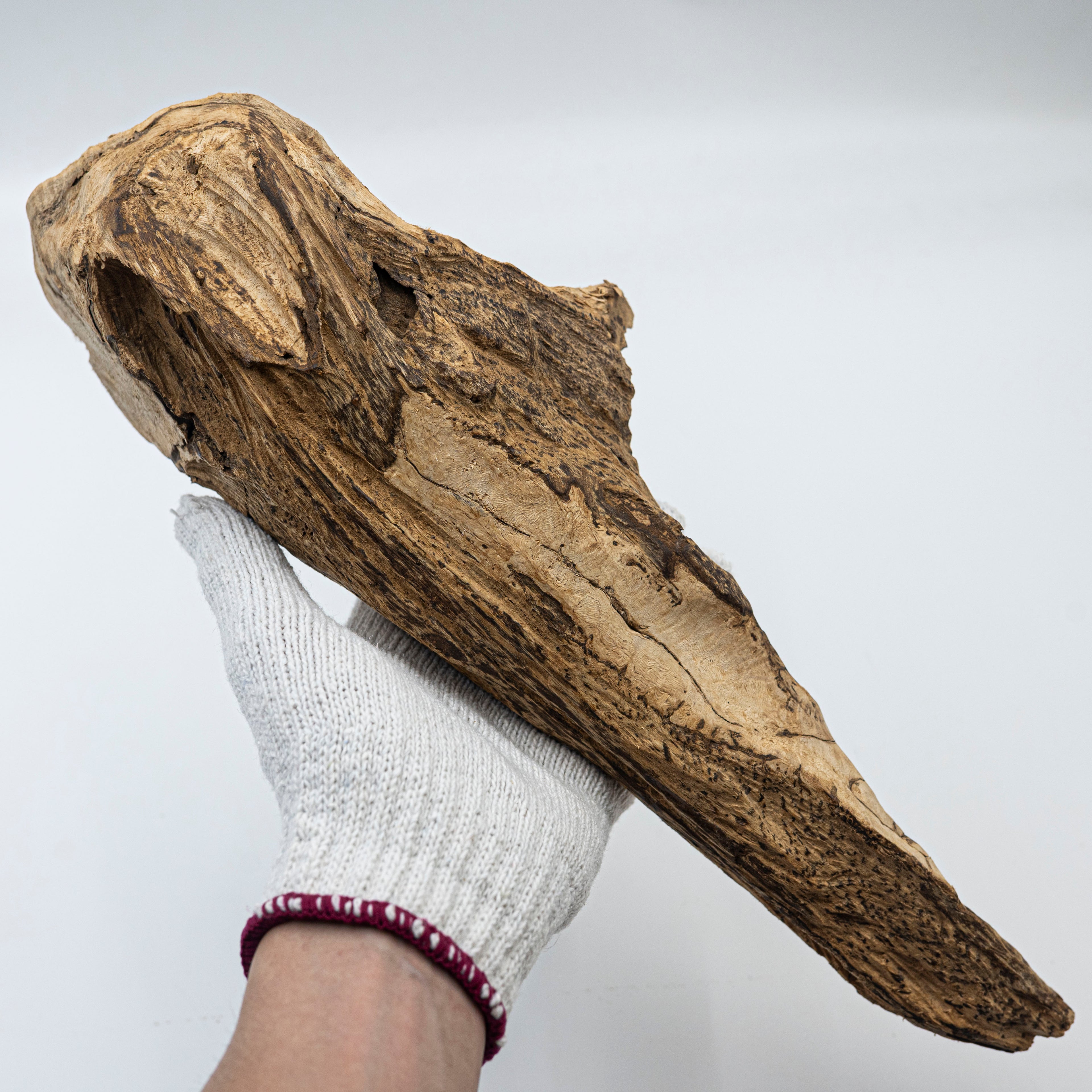 THE ANCIENT DRAGON BONE