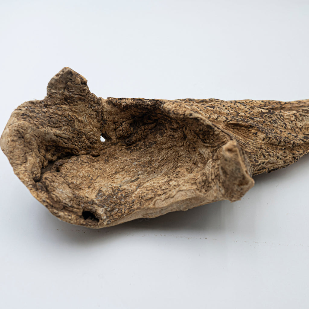 THE ANCIENT DRAGON BONE