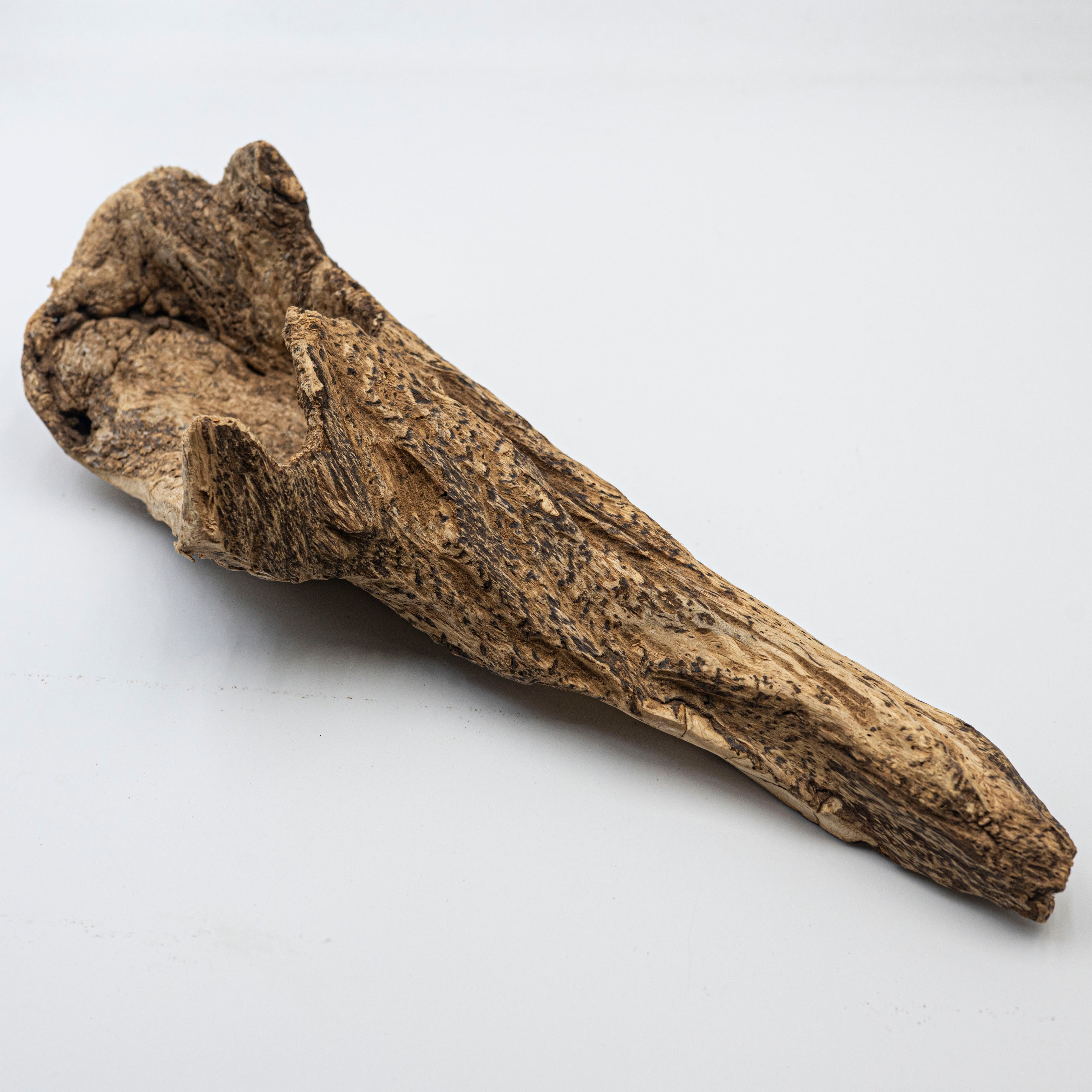 THE ANCIENT DRAGON BONE
