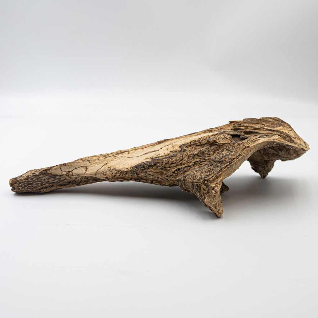 THE ANCIENT DRAGON BONE
