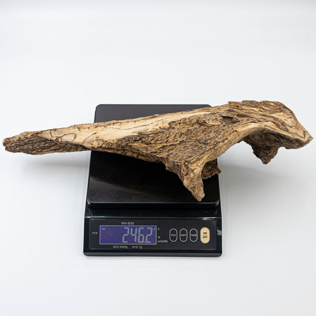 THE ANCIENT DRAGON BONE