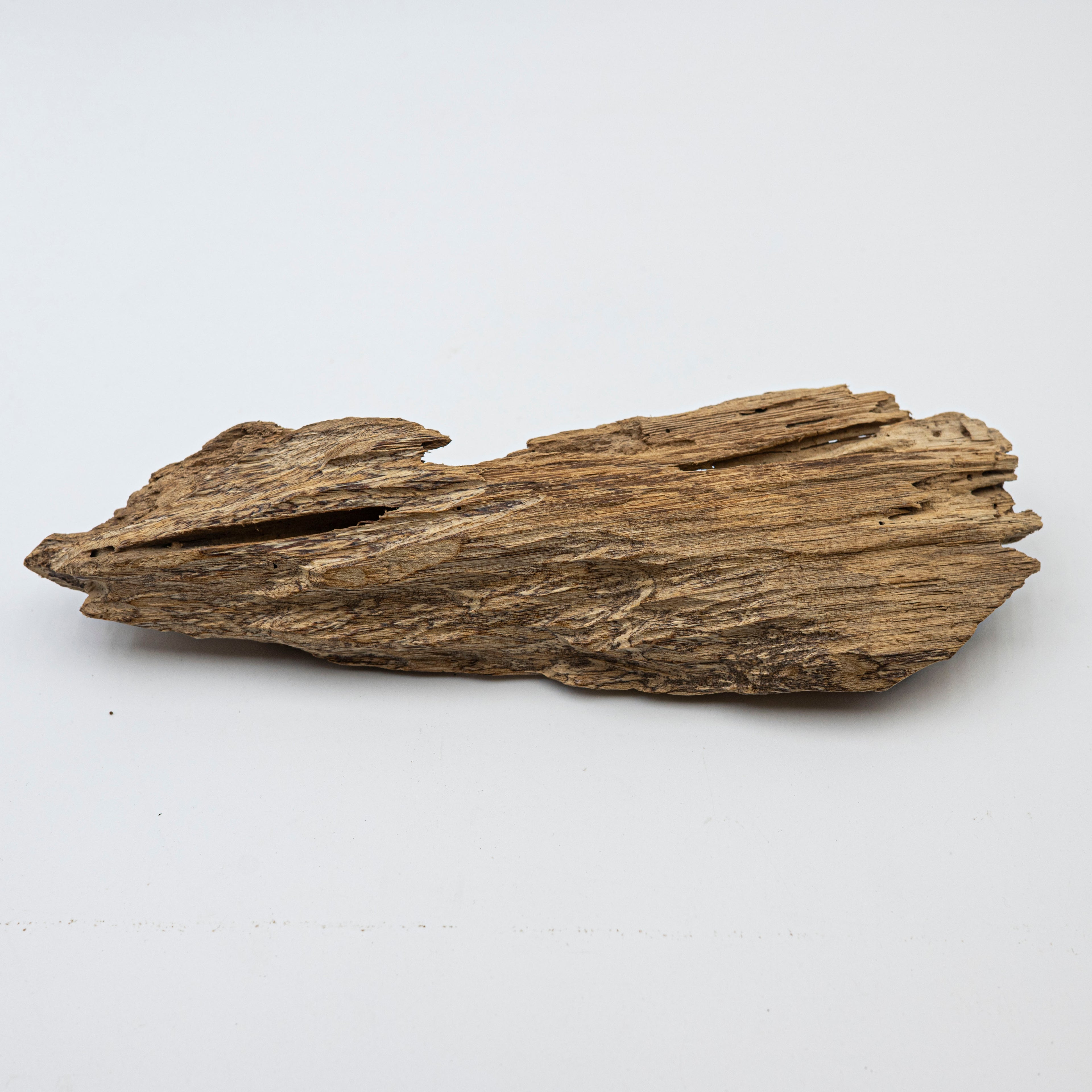 Natural Insect Leak Oud Wood Chunk