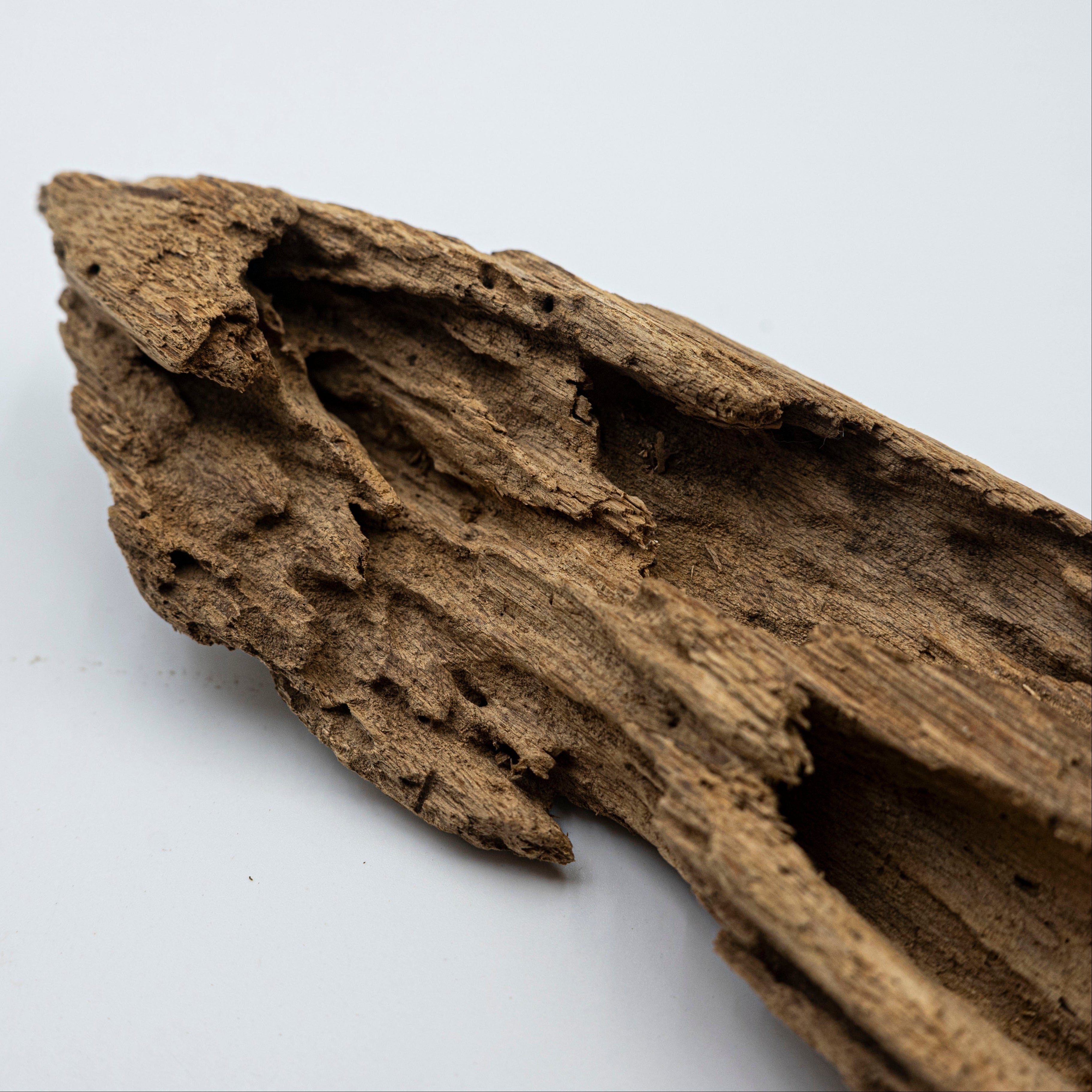 Natural Insect Leak Oud Wood Chunk