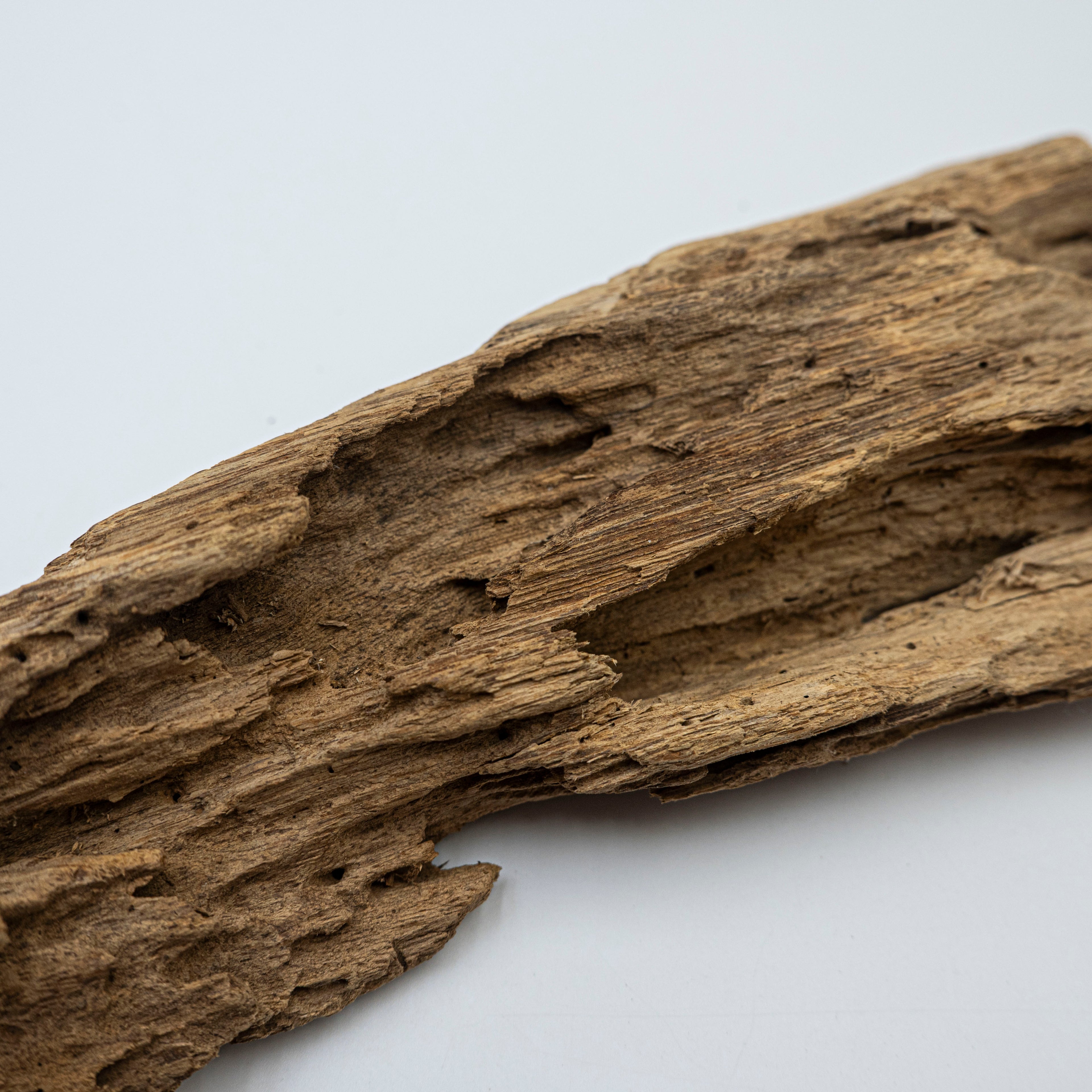 Natural Insect Leak Oud Wood Chunk