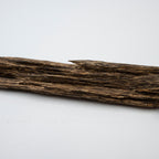 The Sylvan Spine