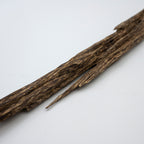 The Sylvan Spine