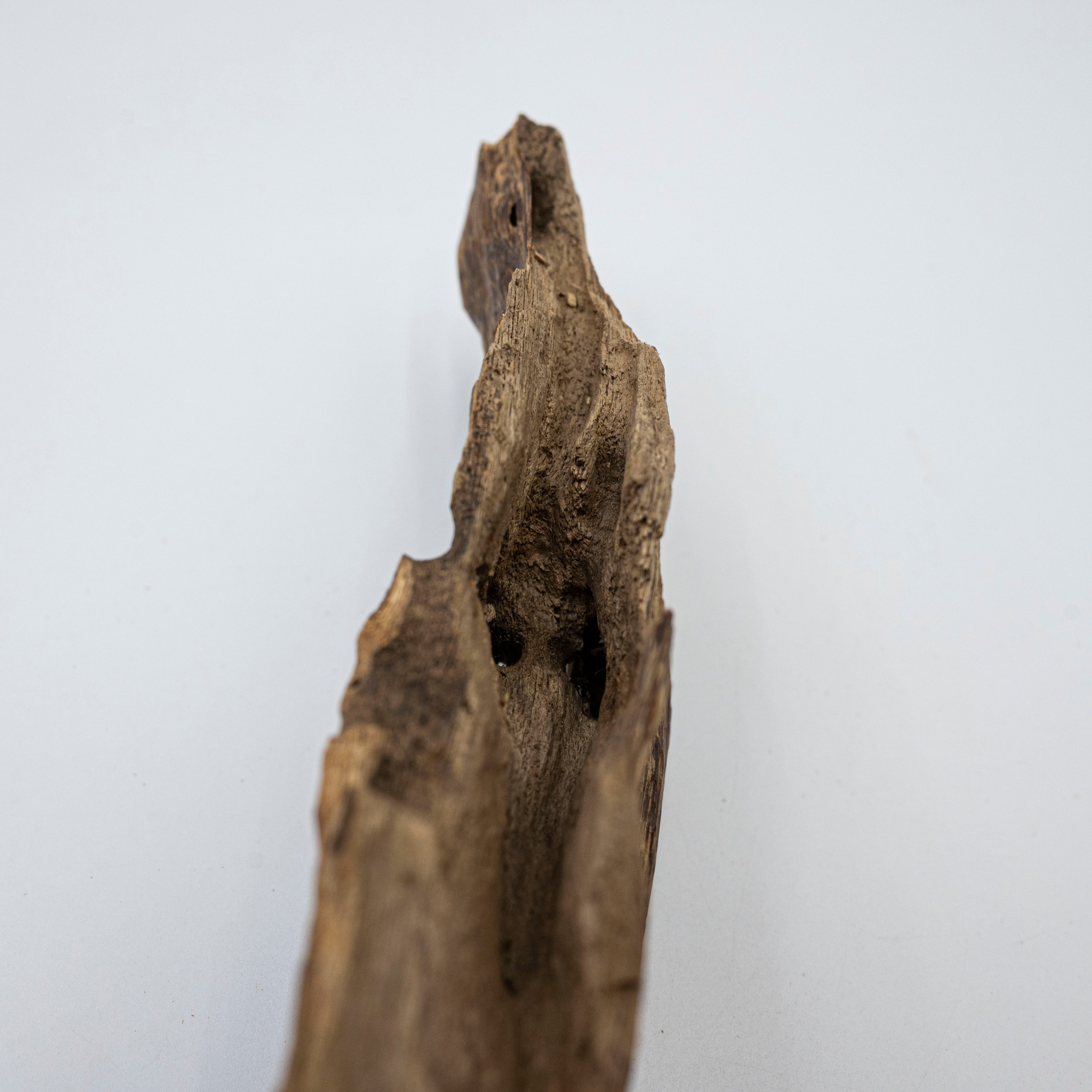 The Echo of Resilience